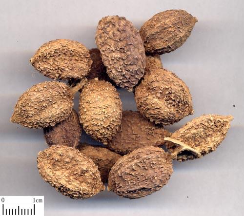 Quả sa nhân sấy khô hảo hạng 200g