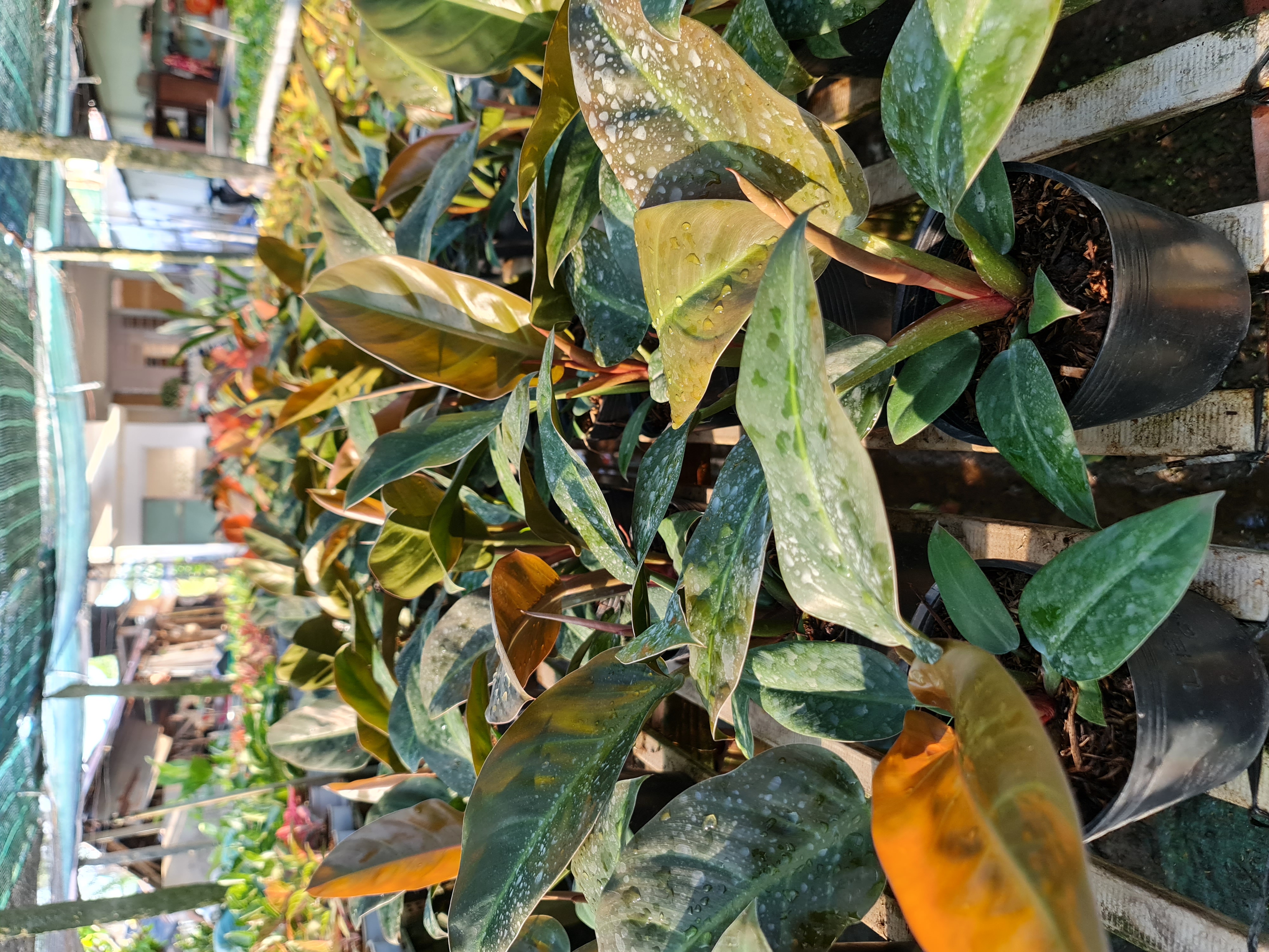 CÂY TRẦU BÀ ĐẾ VƯƠNG Đỏ, (cao 20cm), cây phong thủy hút tài lộc để bàn mini GIÁ RẺ, lọc không khí, Cây Tươi Nguyên CTN0020