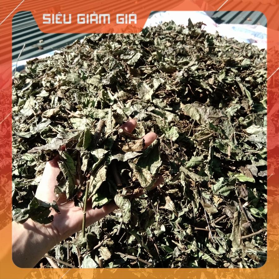 [Bịch 1Kg] ✅ Xạ Đen Hòa Bình - Cây Xạ Đen Lá Răng Cưa
