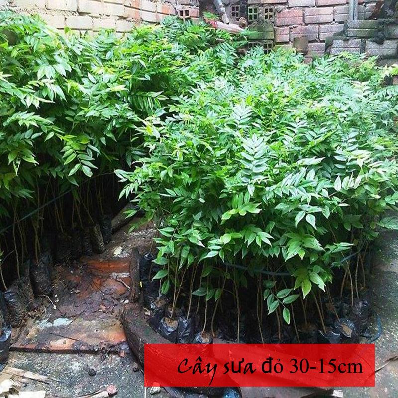 Combo 3 Cây Sưa Đỏ giống cao 30-35 cm
