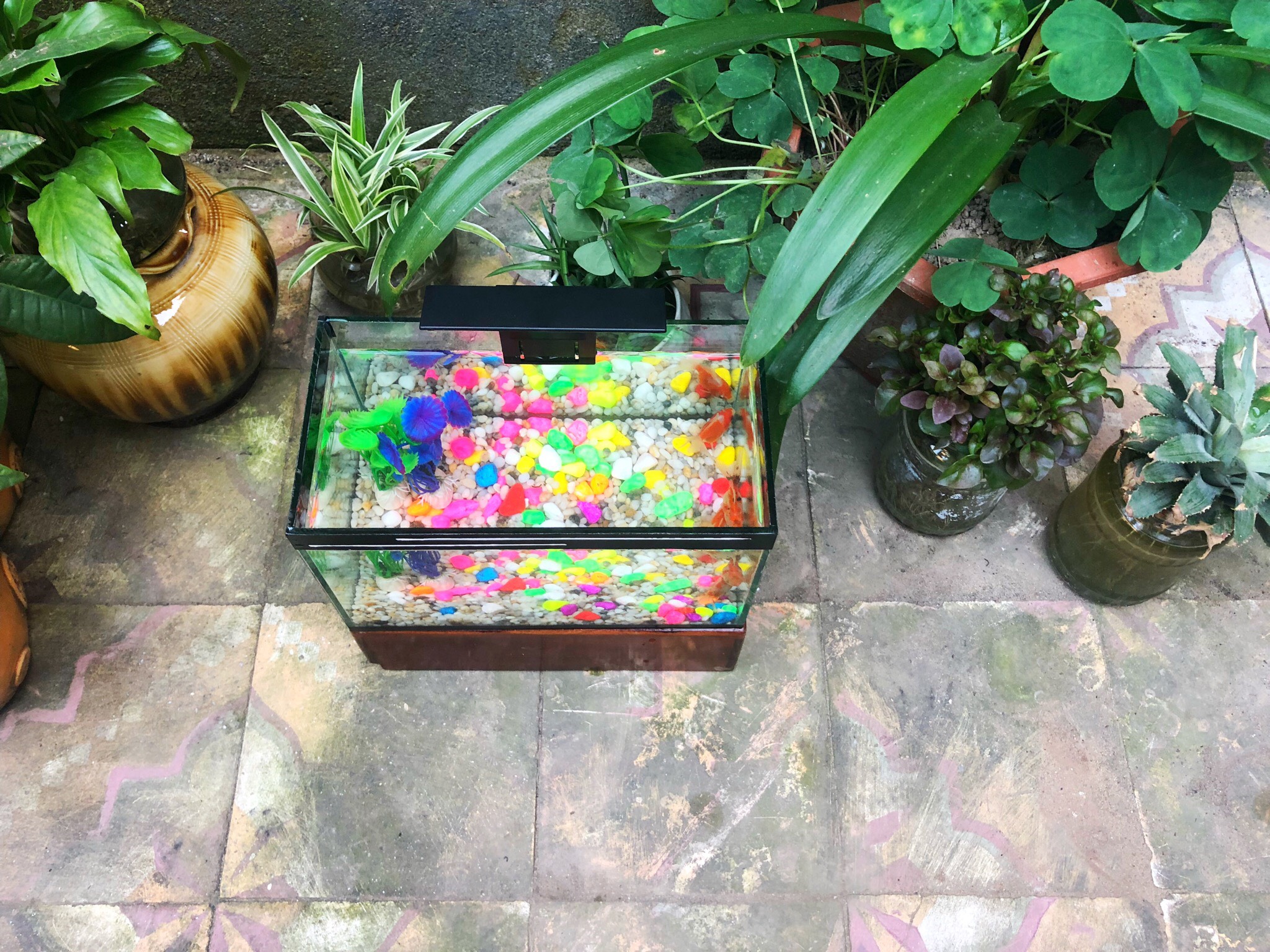 bps Bể cá cảnh cỡ 25cm , hồ cá mini trang trí bàn làm việc, bể cá cảnh để bàn với các chọn lựa