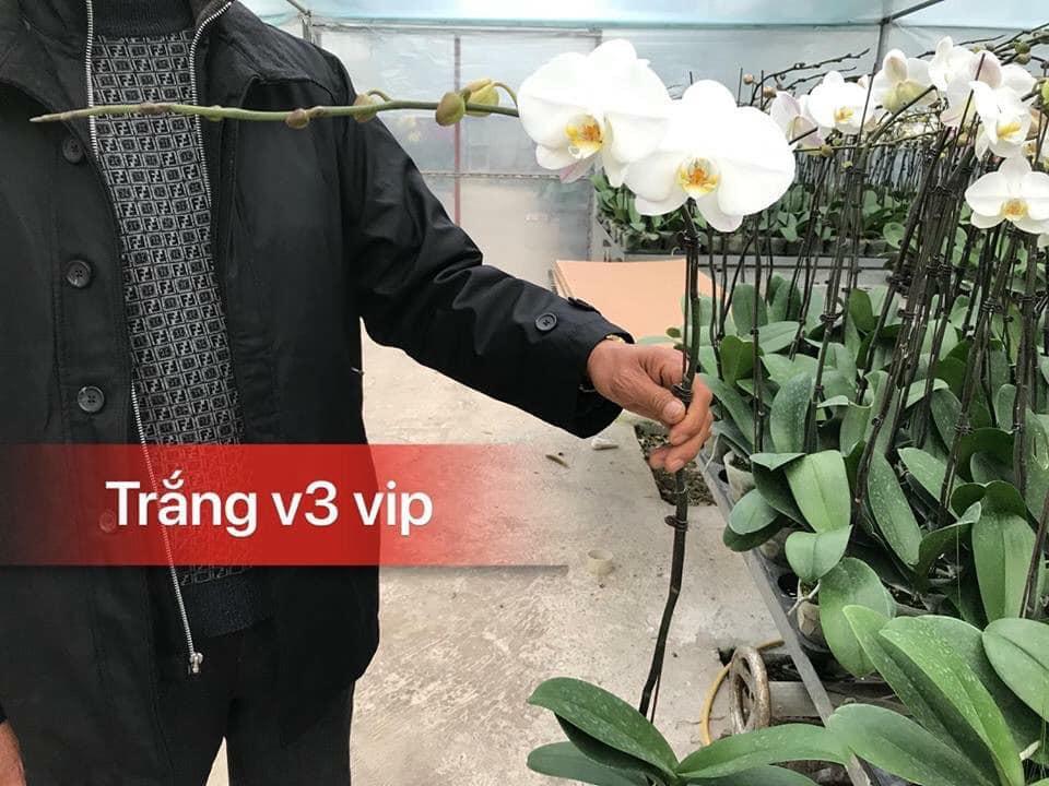COMBO 5 cây lan hồ điệp hoa tết 2020