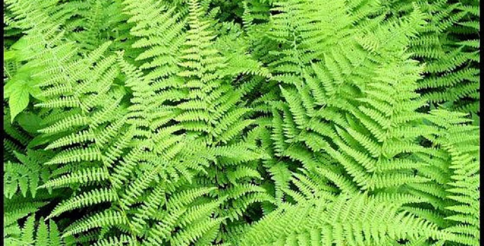 Cây dương xỉ - Cây thủy sinh