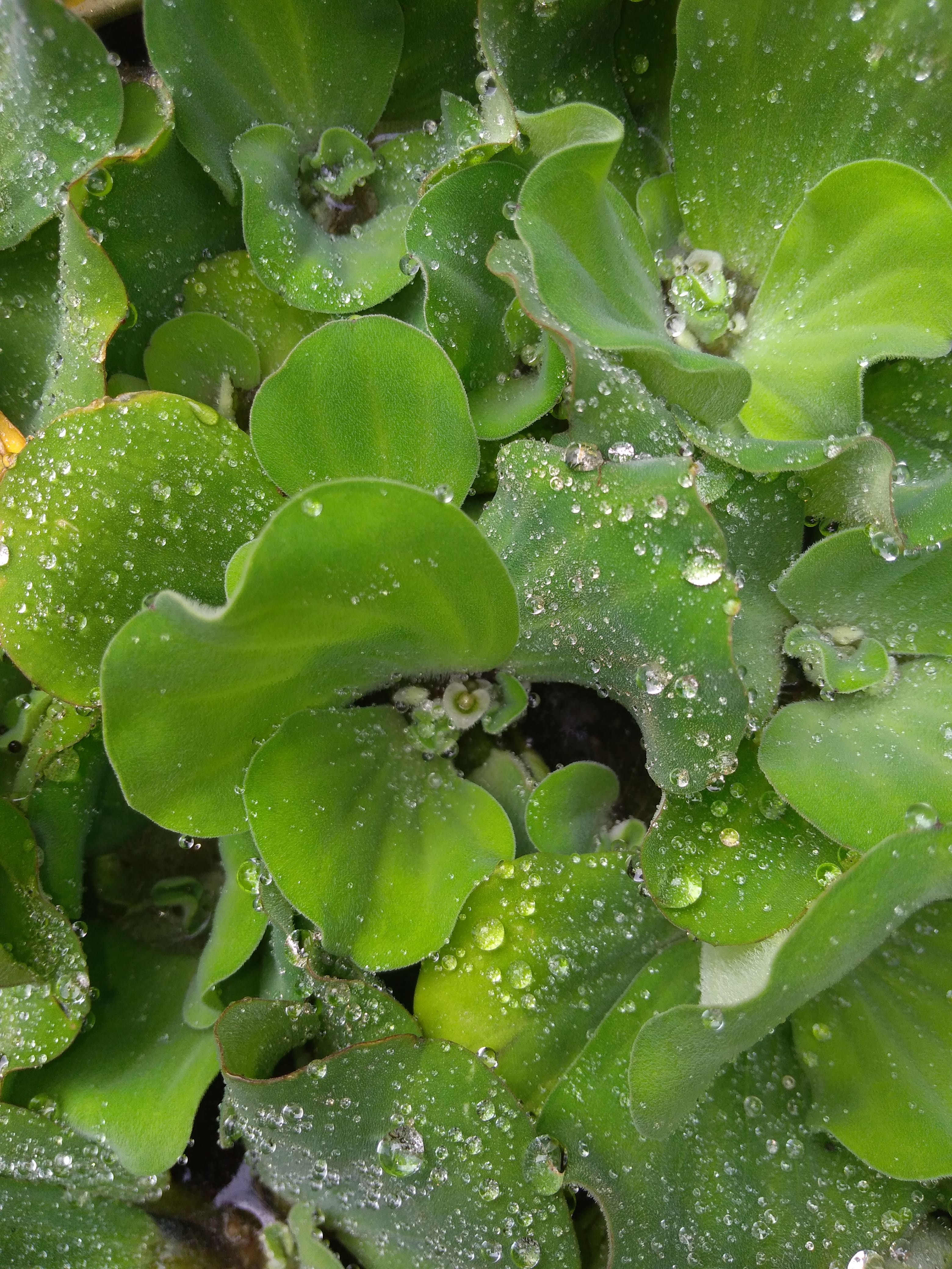 Bèo cái - Cây thủy sinh (1 gói 5 gốc)