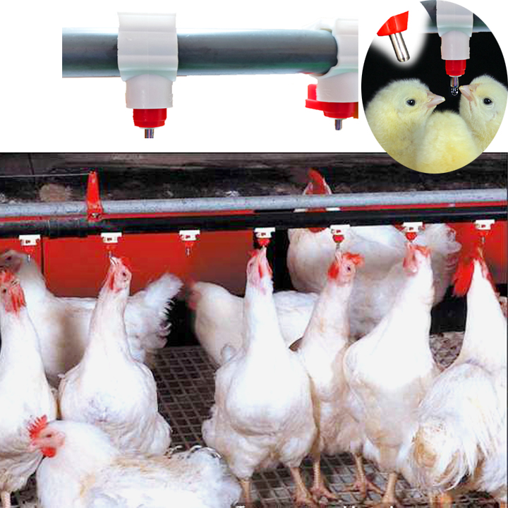 Combo 50 Núm uống nước tự động cho Gà