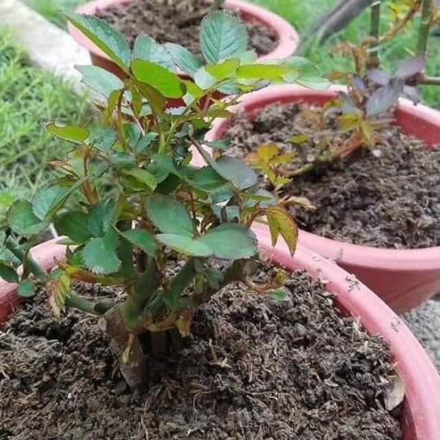 Gốc Hoa Hồng Bụi Siêu Nụ Cực Dễ Chăm