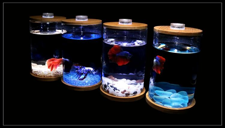 Bể cá chọi Betta-01