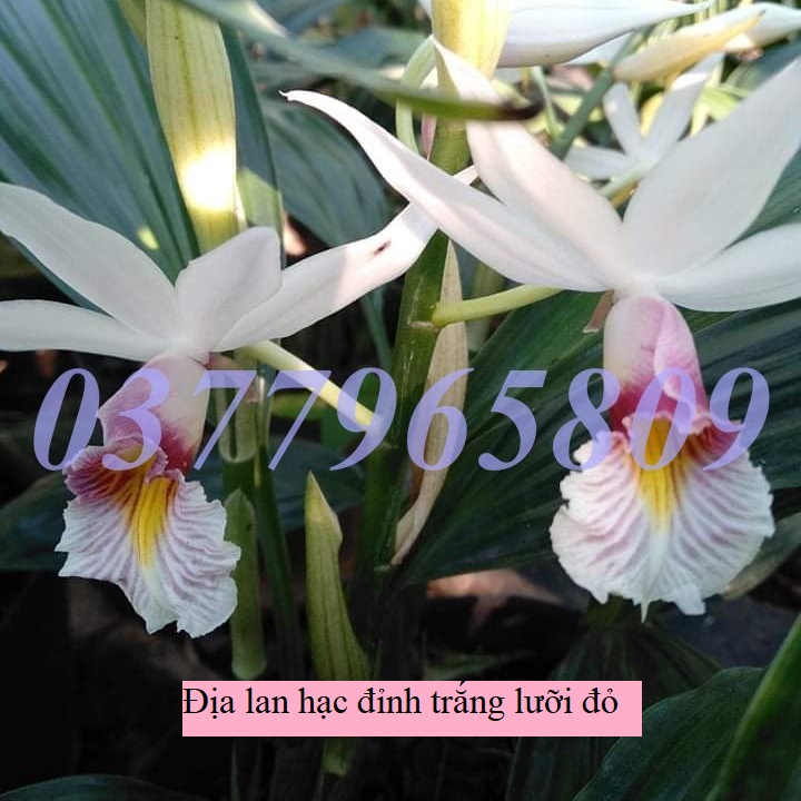 Khóm địa lan hạc đỉnh trắng lưỡi đỏ