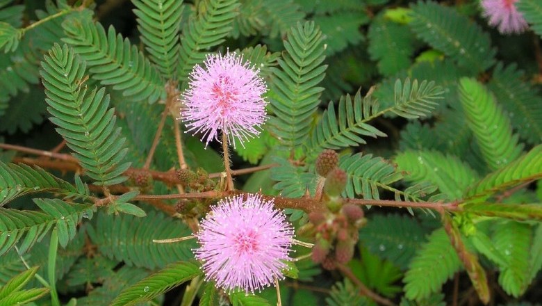 Cây mắc cỡ ( xấu hỗ ) phơi khô 500g