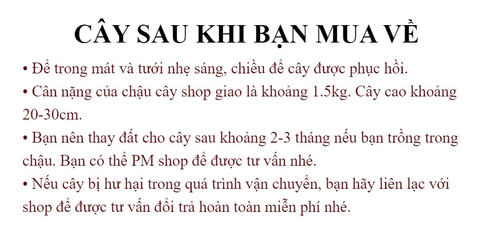 Bao Thanh Thiên - Chậu Phong Thủy