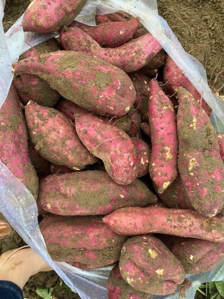 Khoai lang Nhật được trồng tại Lâm Đồng 1kg ngon bở dẻo giao nhanh tp hcm