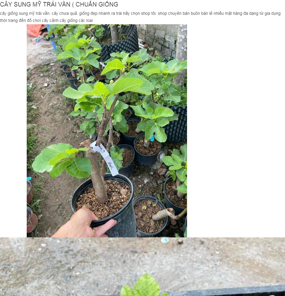 FREESHIP MAX -CÂY SUNG MỸ TRÁI VẰN ( CHUẨN GIỐNG (được kiểm tra hàng có bảo hành )