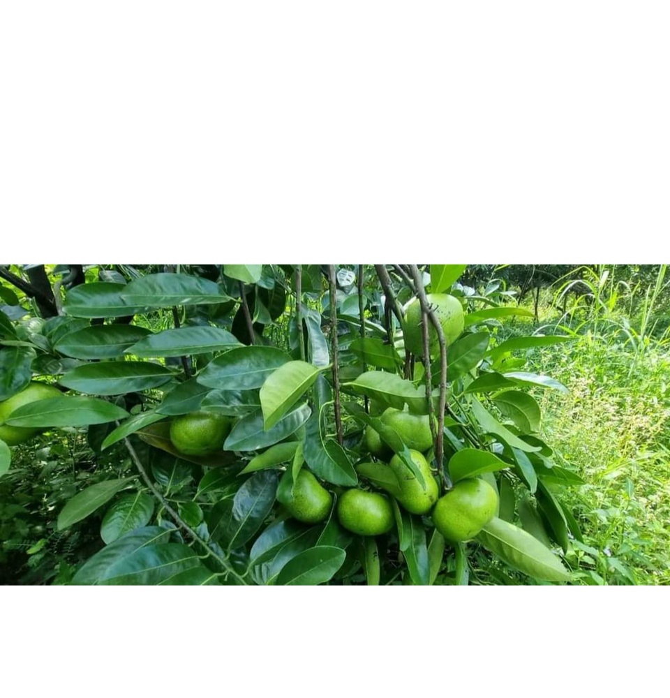 CÂY GIỐNG HỒNG ĐEN SOCOLA ( CÂY GHÉP SIÊU SỚM ) _CÂY GIỐNG ĐỨC MẠNH