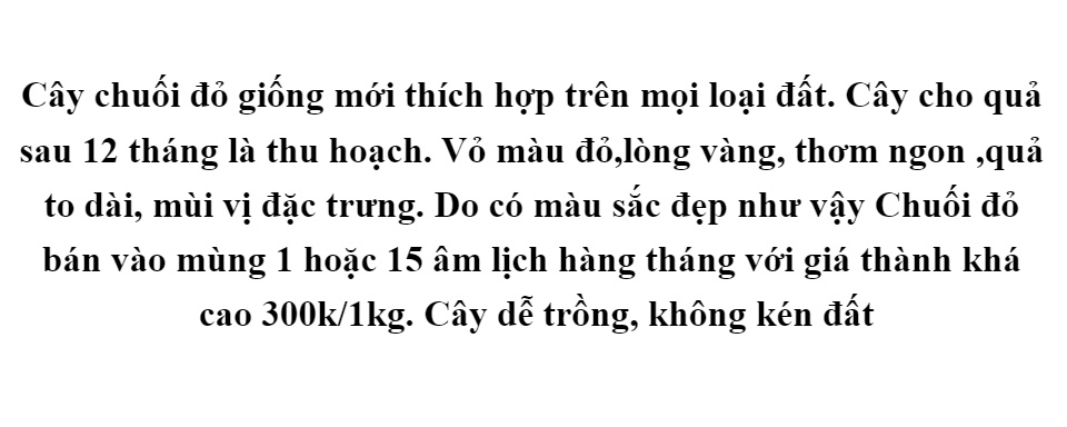 Cây giống chuối đỏ (combo 2 cây)