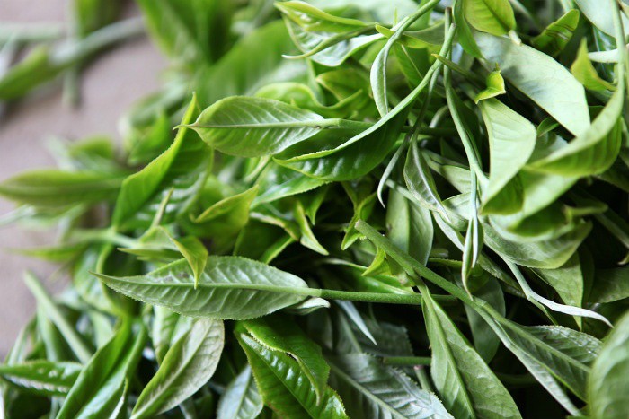 cách pha trà shan tuyết việt bắc fresh food