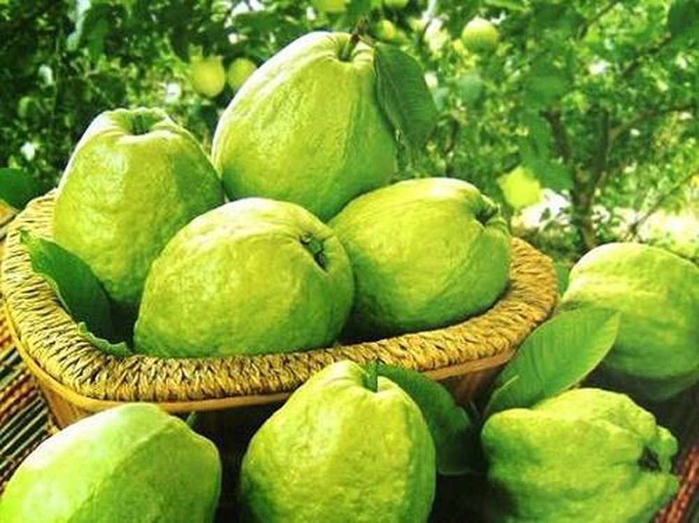 Ổi sấy lạnh gói - detox trái cây gói 200g