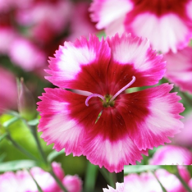 Bông hoa cẩm chướng hồng