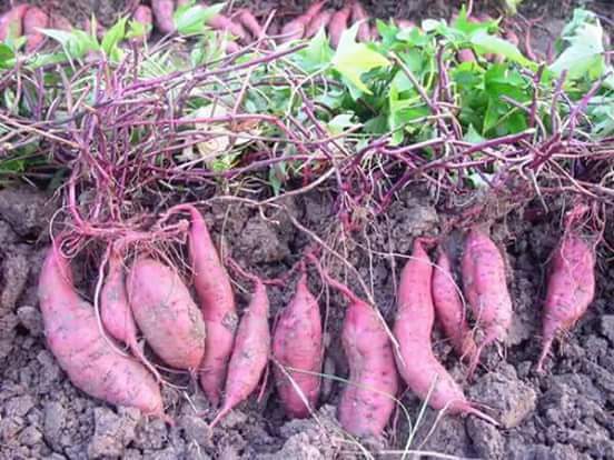Khoai lang tím - 1KG v 0.5 kg - món ăn bổ dưỡng cho nhiều đối tượng