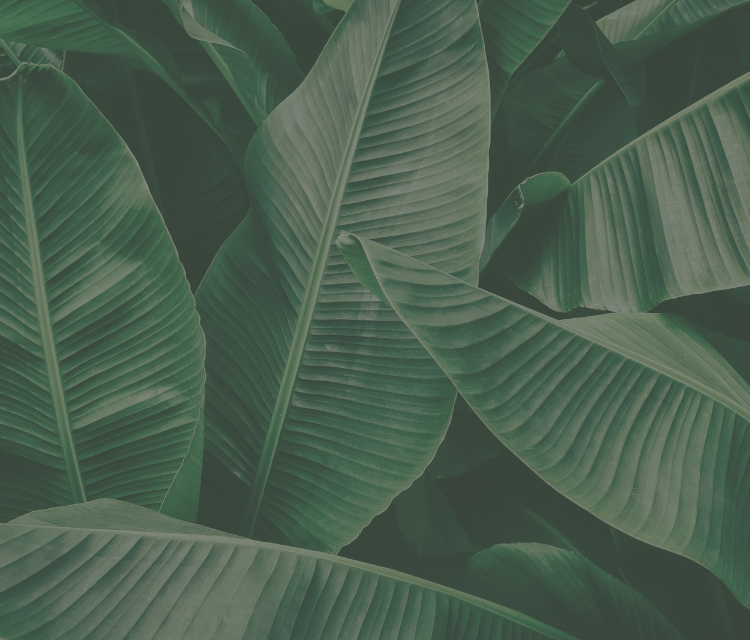 Sữa rửa mặt Begreen House Premium 100ml dưỡng ẩm, loại bỏ mụn đàu đen, làm sạch bã nhờn