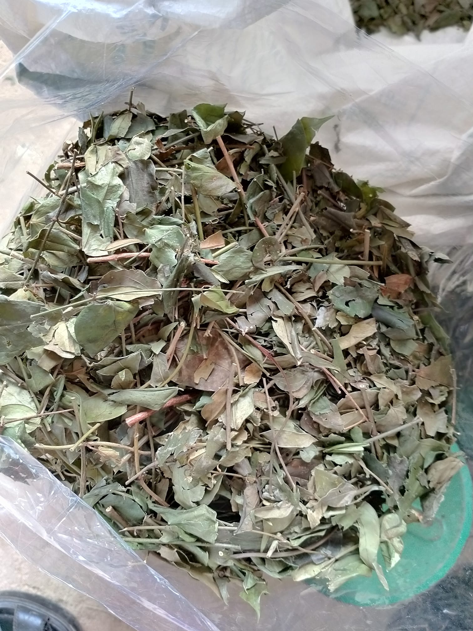 Lá chè vằng phơi khô Chè Vằng Sẻ Quảng Trị Chè vằng giảm cân