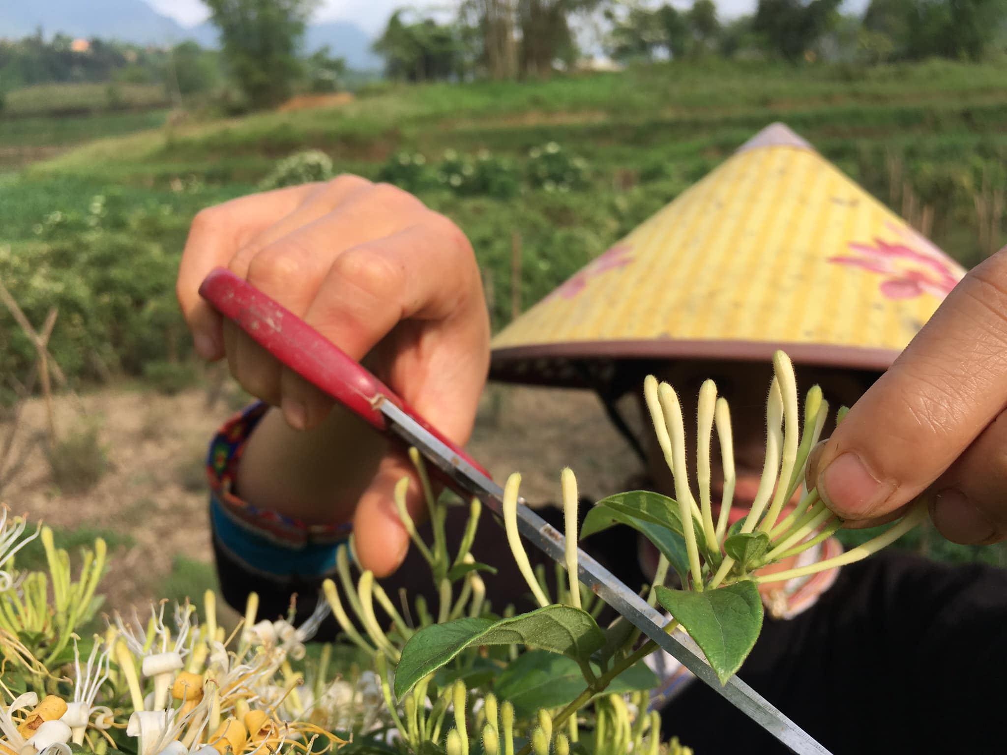 Trà Kim ngân hoa - Kháng sinh tự nhiên từ thực vật, giúp lợi tiểu và thải độc.