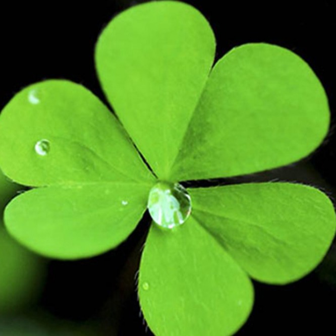 Vật Tư Vĩnh Lộc