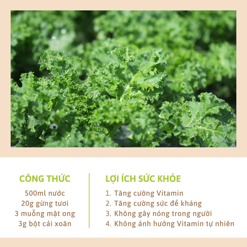Bột Cải Xoăn Kale Sấy lạnh Dalahouse, Dinh dưỡng xanh, Đạt tiêu chuân Châu Âu. gói 3gr
