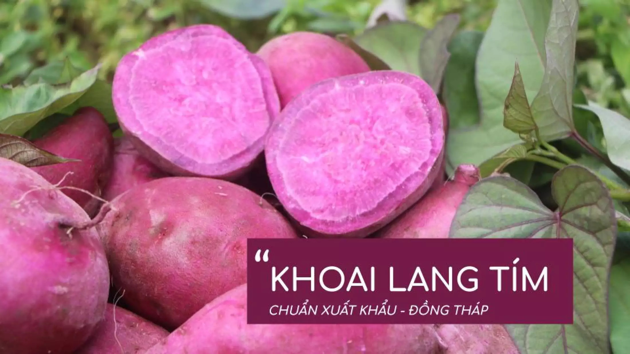 Khoai lang tím - 1KG v 0.5 kg - món ăn bổ dưỡng cho nhiều đối tượng f88