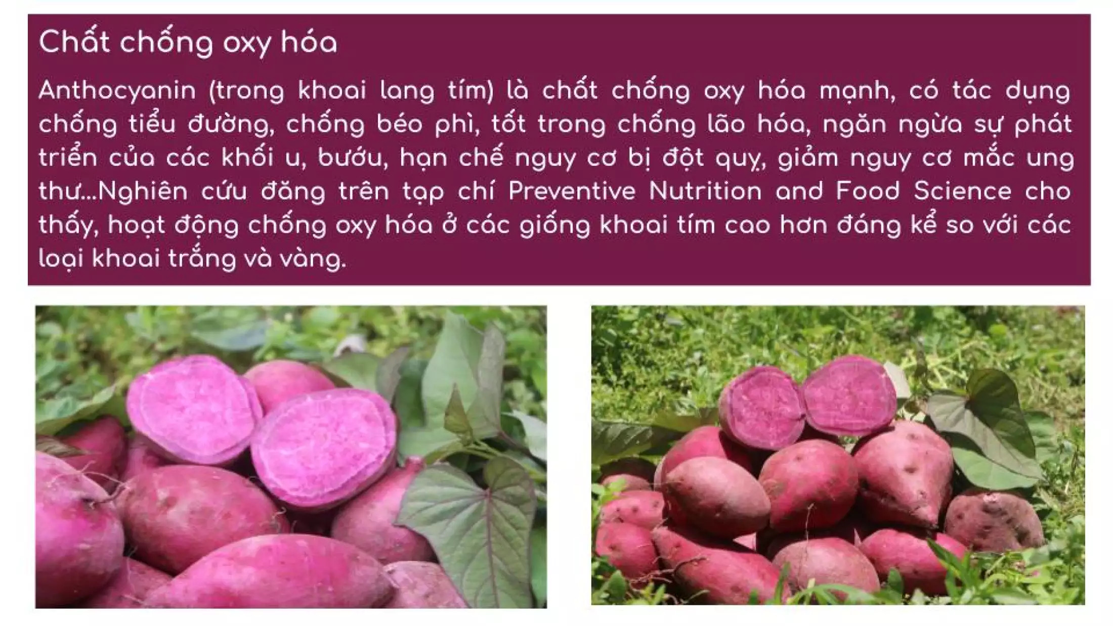 Khoai lang tím - 1KG v 0.5 kg - món ăn bổ dưỡng cho nhiều đối tượng f88