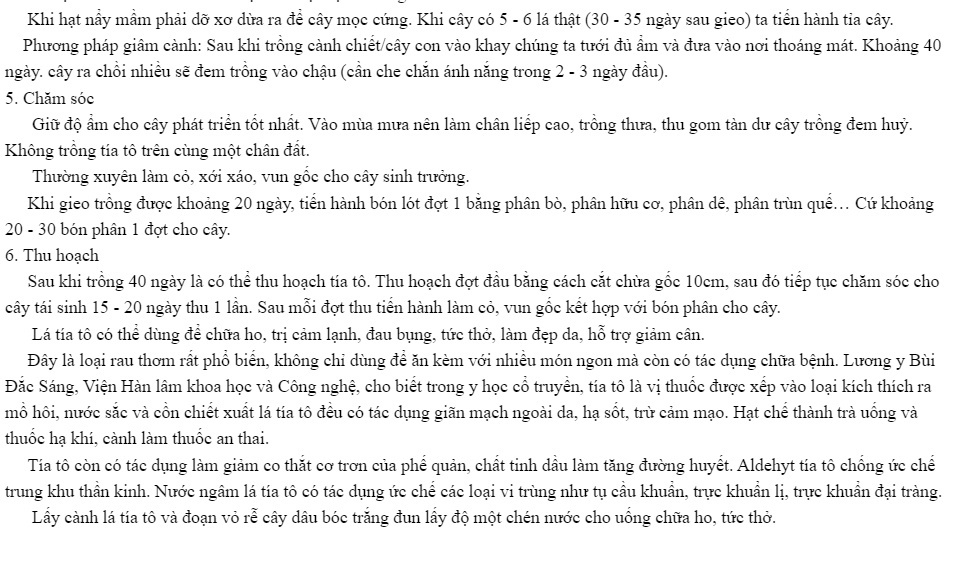 Hạt giống rau tía tô Nhật Bản PTP35 (hạt giống bmt )