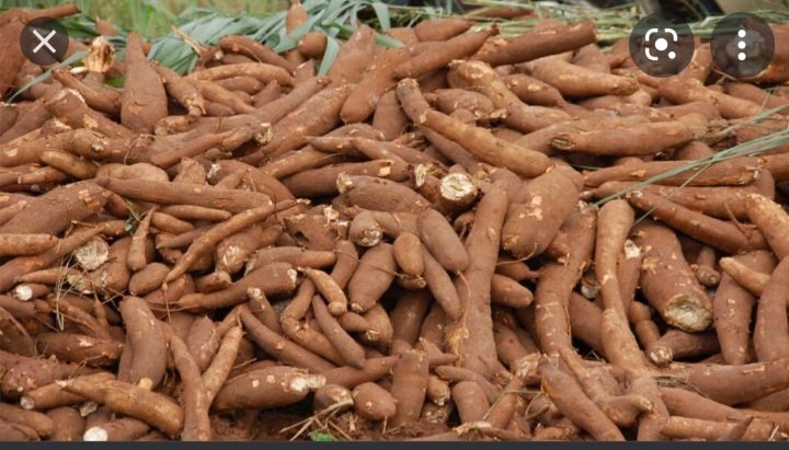 KHOAI MÌ ( Sắn) DẺO RUỘT VÀNG ,1kg giao nhanh an toàn tp hcm