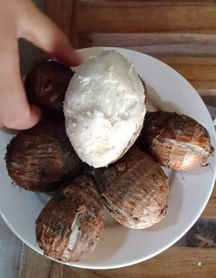 Khoai Sọ - Khoai Môn Sọ Tươi - Thơm , Ngon , Bở Dẻo , Bùi - Hàng Tươi Ngon Mỗi Ngày LOẠI 1