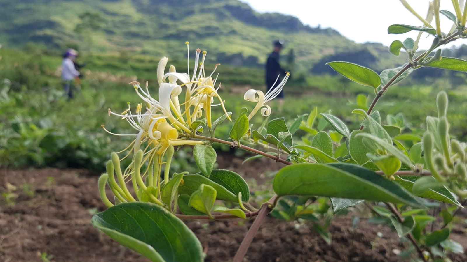 Trà Kim ngân hoa - Kháng sinh tự nhiên từ thực vật, giúp lợi tiểu và thải độc.