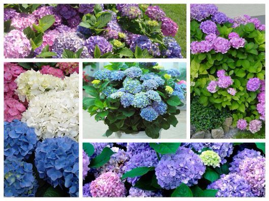 Hạt giống hoa Cẩm tú cầu (10 hạt)