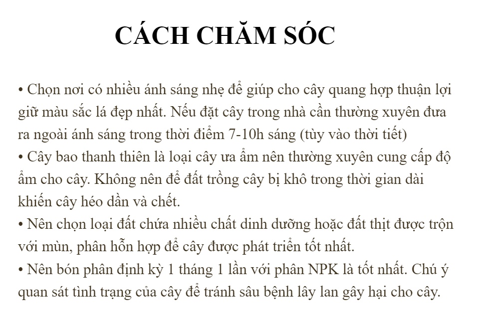 Bao Thanh Thiên - Chậu Phong Thủy