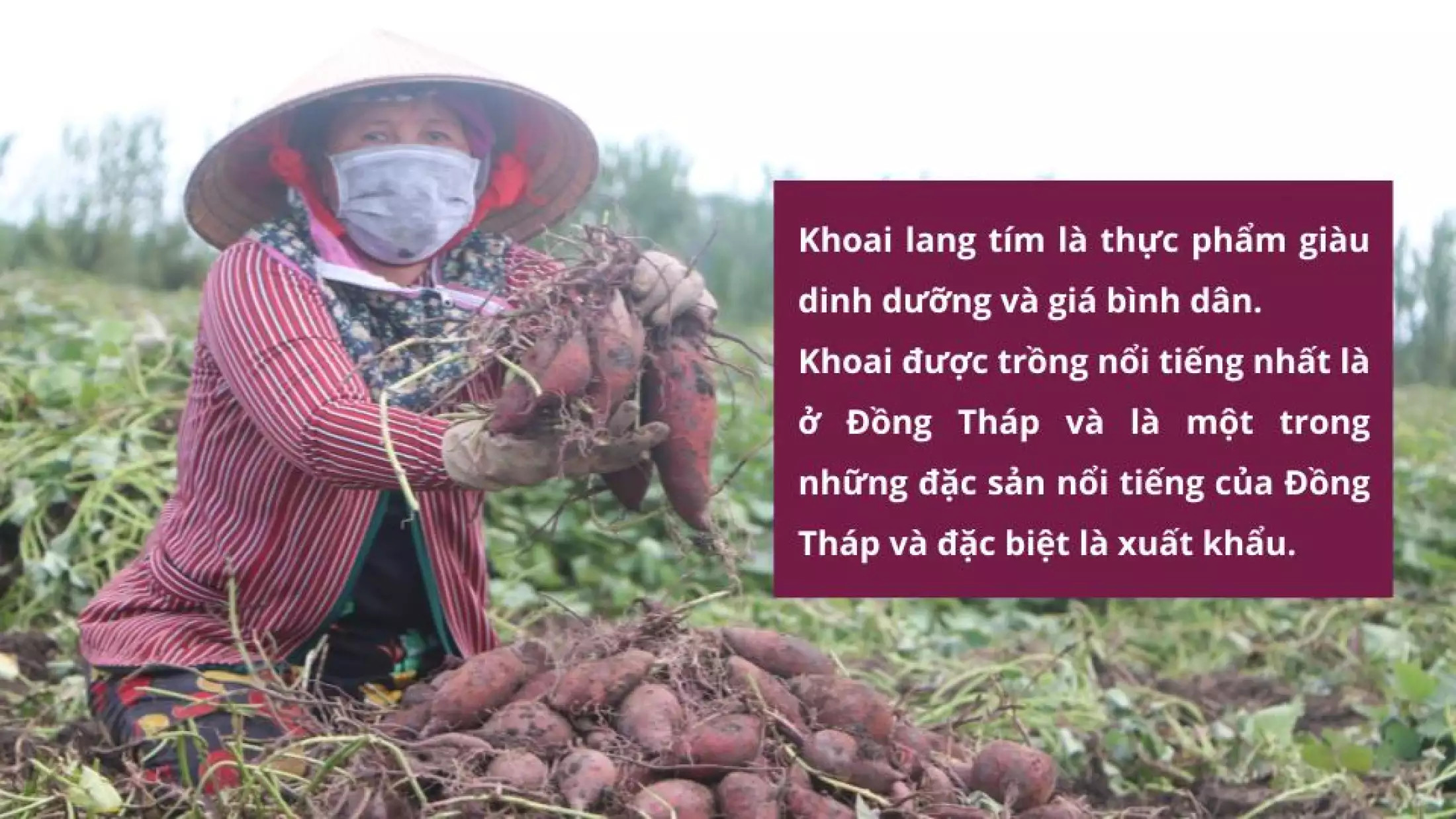 Khoai lang tím - 1KG v 0.5 kg - món ăn bổ dưỡng cho nhiều đối tượng f88