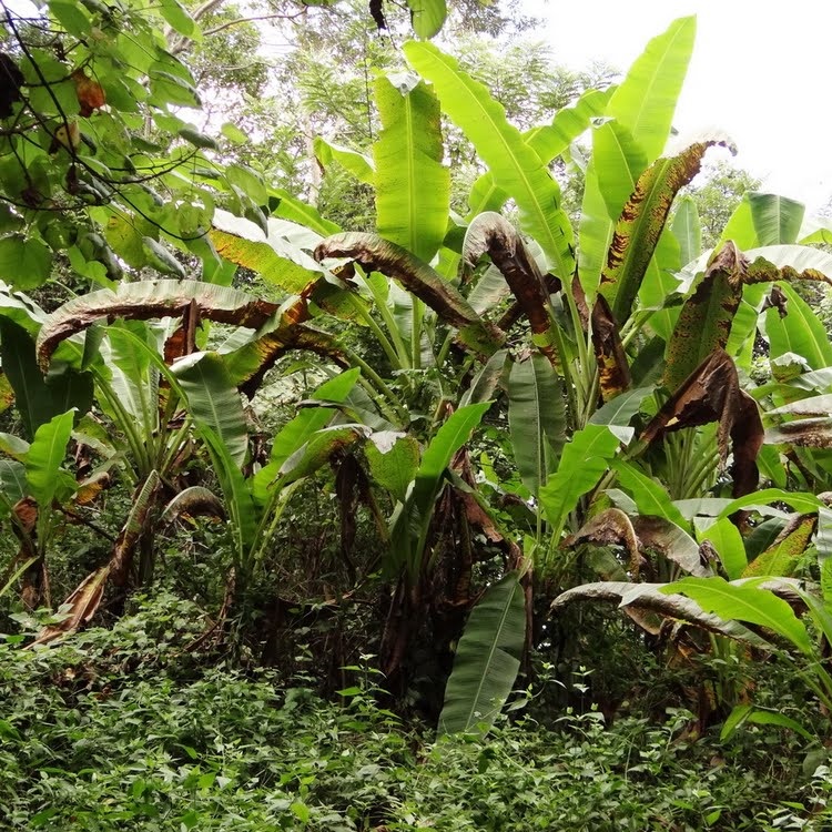 Chuối Hột Trị Bệnh