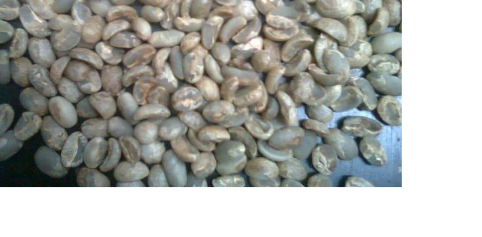 1 kg cà phê nhân robusta (hạt chưa rang) _CÂY GIỐNG ĐỨC MẠNH