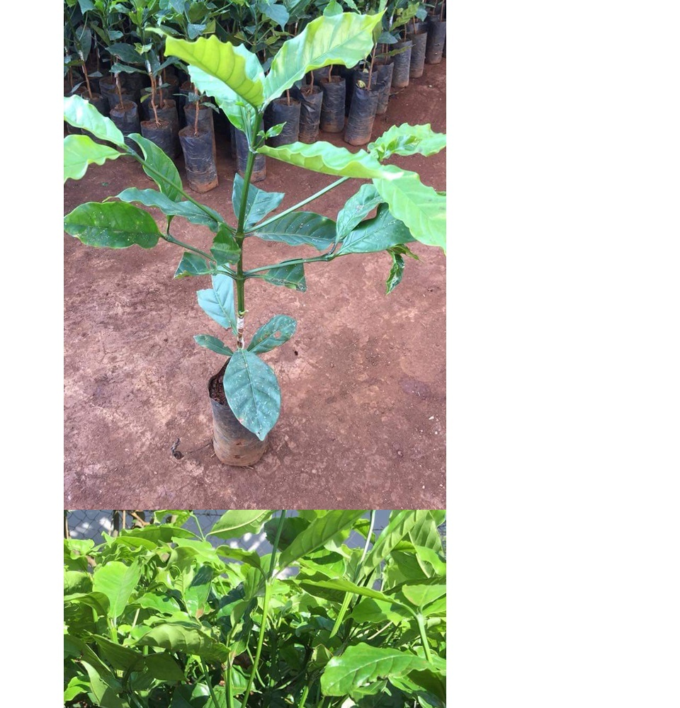 cây giống cà phê ( giống cây ghép siêu sớm) _CÂY GIỐNG ĐỨC MẠNH