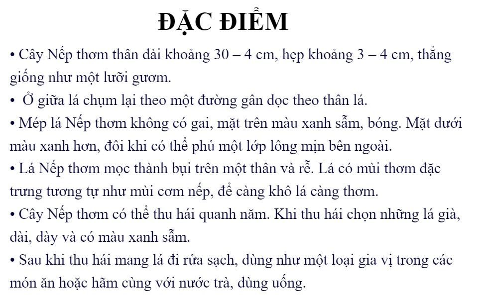 Cây Lá Dứa ( Lá Nếp) - Chậu Rau