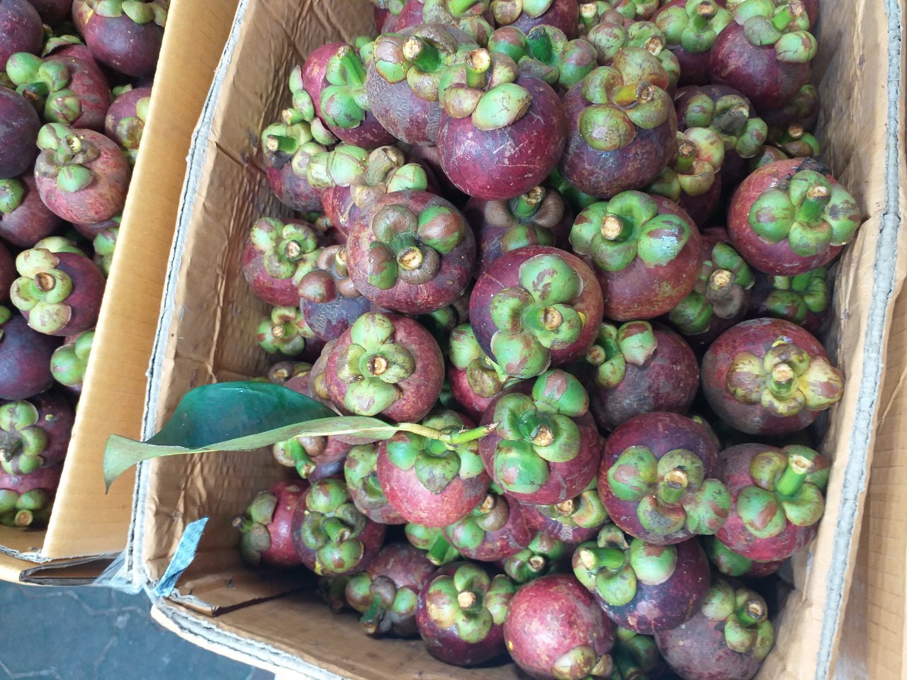 MĂNG CỤT ĐẦU MÙA