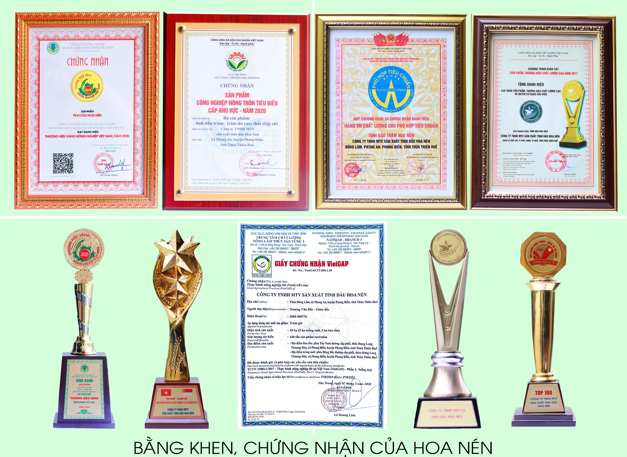 Tinh dầu xoa bóp Thất Diệp Chi 100ml- Thảo dược xoa bóp giúp giảm đau nhức xương khớp, máu huyết lưu thông hiệu quả