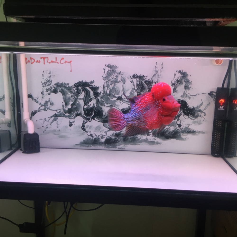 Đèn bể cá cảnh 30cm - 80cm giúp đỏ cá không đỏ nước