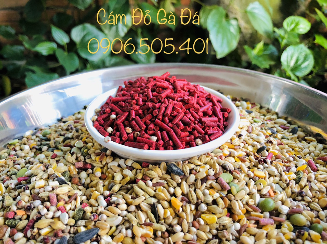 Cám đỏ đạm cho gà đá, thức ăn bổ sung đạm cho chiến kê