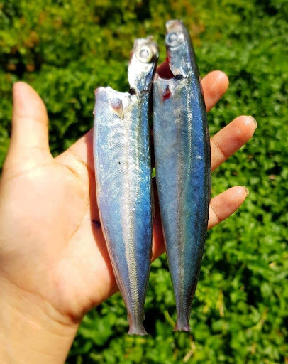 Cá minh thái khô, Chế biến cá nục khô - Khô cá Nục bỏ đầu loại To, thịt Dai, Thơm ngon giàu Dinh Dương , Sạch sẽ, An toàn - 100% tự nhiên. 1kg, 500gr, 100gr