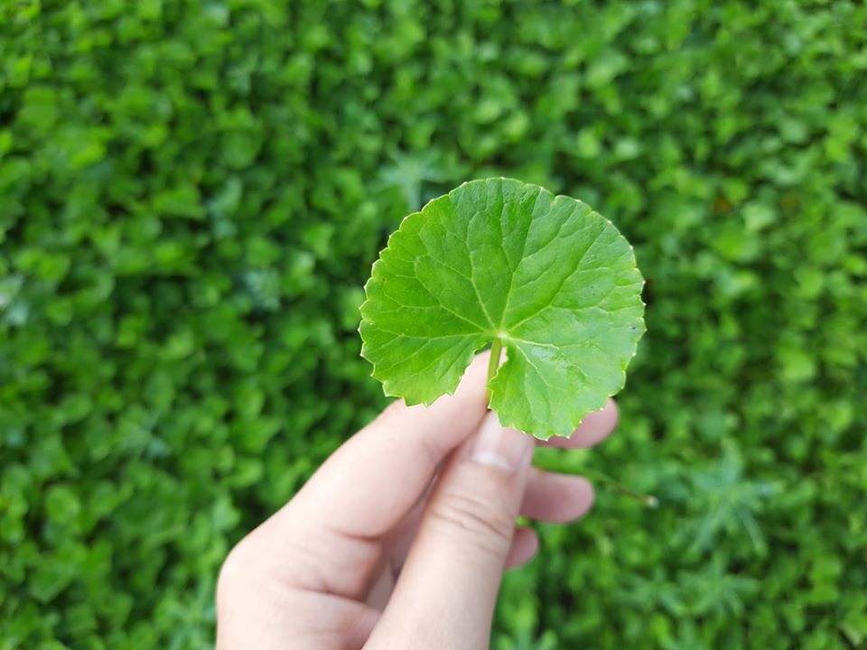 Bột rau má sấy lạnh Quảng Thanh