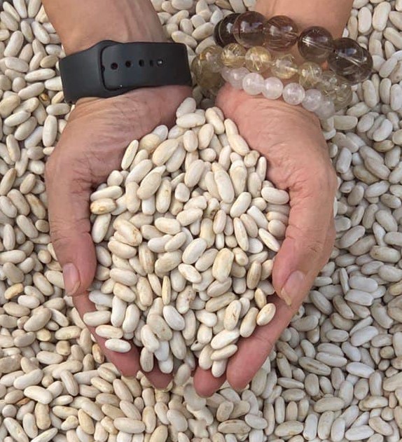 Orsafarm Đậu Trắng Tây, Tây Nguyên đậu trắng Đà Lạt, đậu trắng nấu chè, Đậu Trắng Tây, đậu trắng nấu món gì