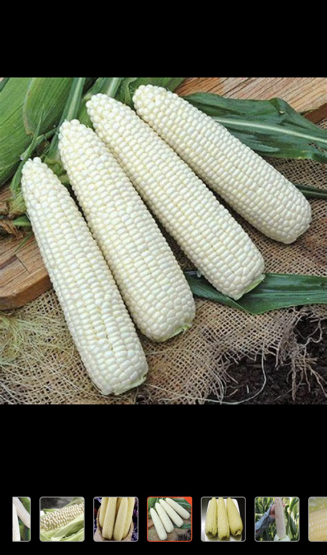 Bắp Nếp/ Bắp tươi sạch, hàng tươi không thuốc bảo vệ thực vật.