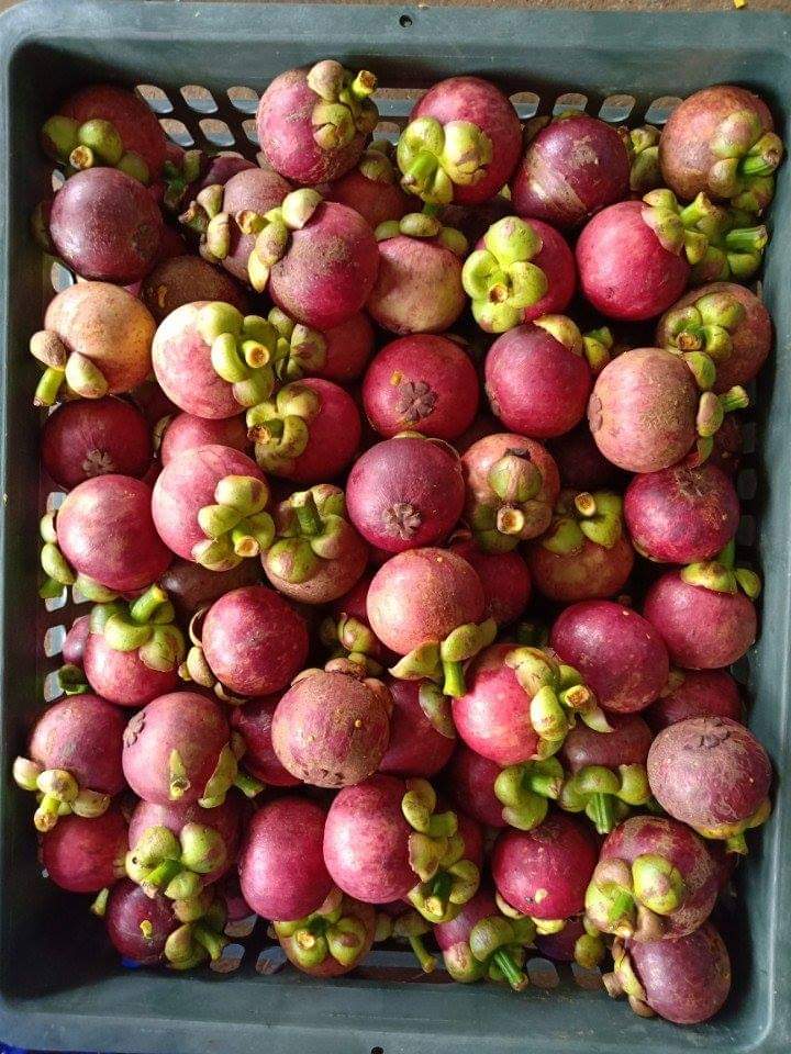 MĂNG CỤT Lái Thiêu đầu mùa tươi ngon chín đều không bị chai -1kg - Giao nhanh khu vực TP.HCM