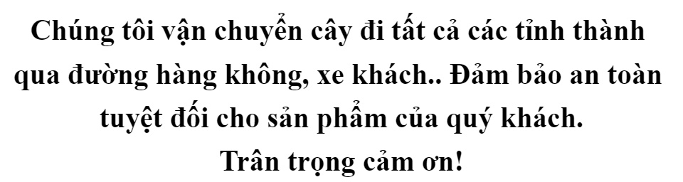 Cây giống chuối đỏ (combo 2 cây)